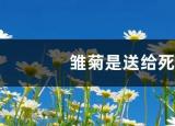 今日更新过生日送什么花(小雏菊为什么不能送人)