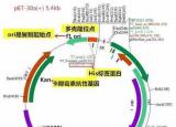 今日更新质粒图谱（一分钟教你读懂质粒图谱）