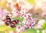 今日更新桃花癫（在春季人们很容易患上桃花癫）