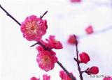 今日更新梅兰竹菊四君子（梅兰竹菊前面一句）