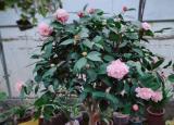 今日更新茶花的养殖方法（茶花怎么养(新手必看)）
