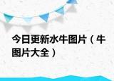今日更新水牛图片（牛图片大全）