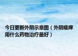 今日更新外阴示意图（外阴瘙痒用什么药物治疗最好）
