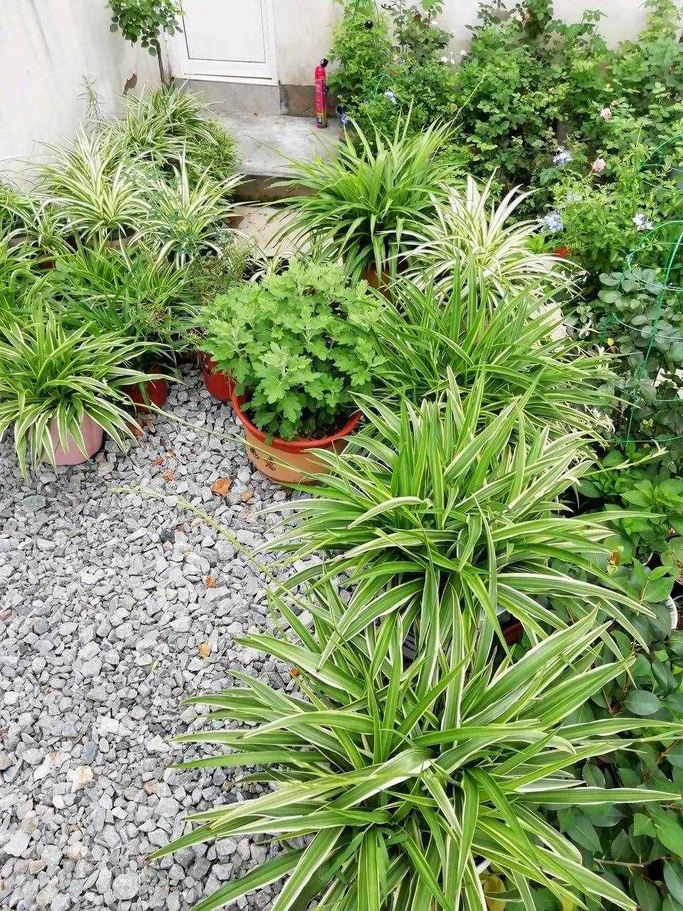 10个小秘诀，吊兰长得茂盛飘逸、叶子绿油油，不干尖不易折断