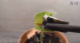 12种吃蚊虫的花，养1盆，虫子全死光