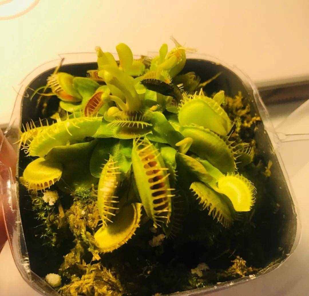 12种吃蚊虫的花，养1盆，虫子全死光