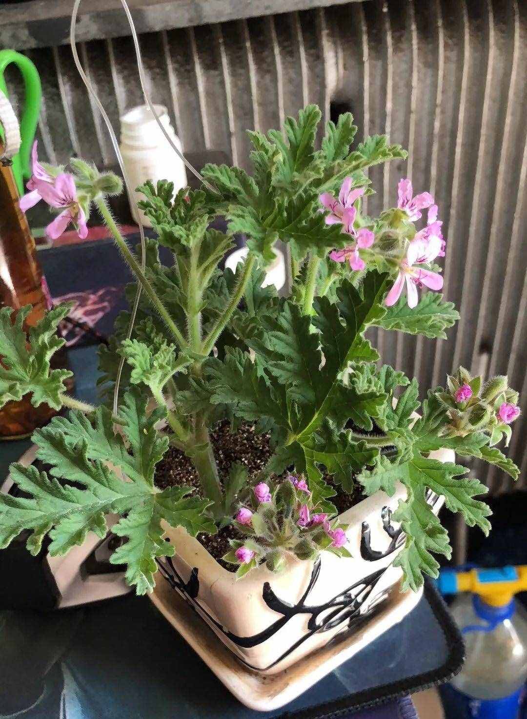 12种吃蚊虫的花，养1盆，虫子全死光