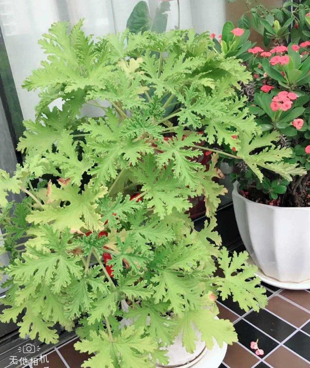 12种吃蚊虫的花，养1盆，虫子全死光