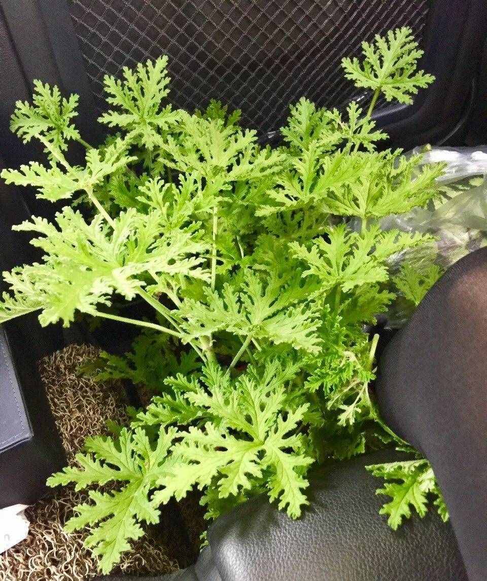 12种吃蚊虫的花，养1盆，虫子全死光