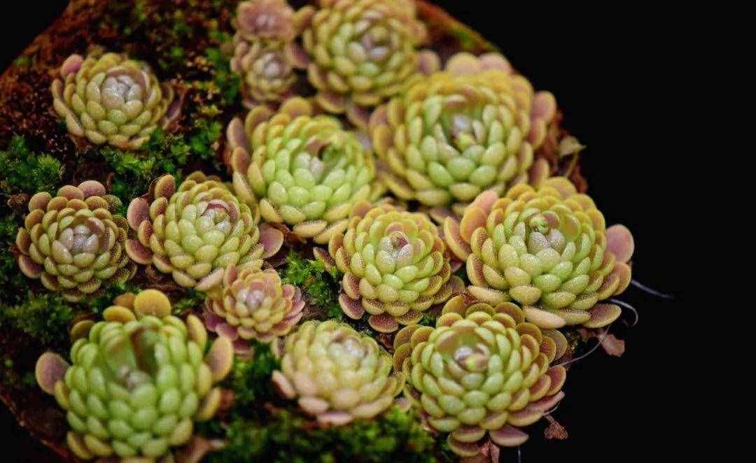 12种吃蚊虫的花，养1盆，虫子全死光