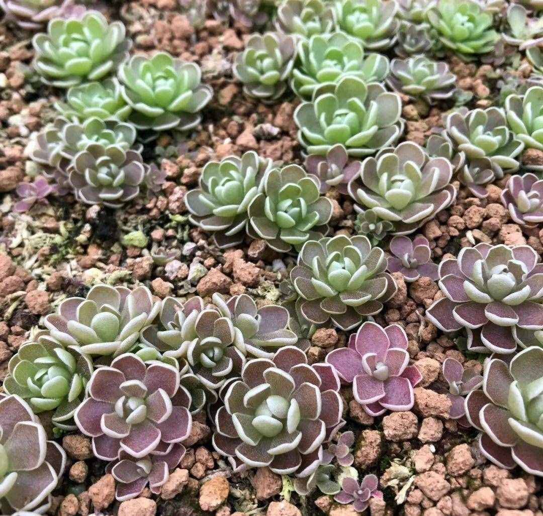 12种吃蚊虫的花，养1盆，虫子全死光