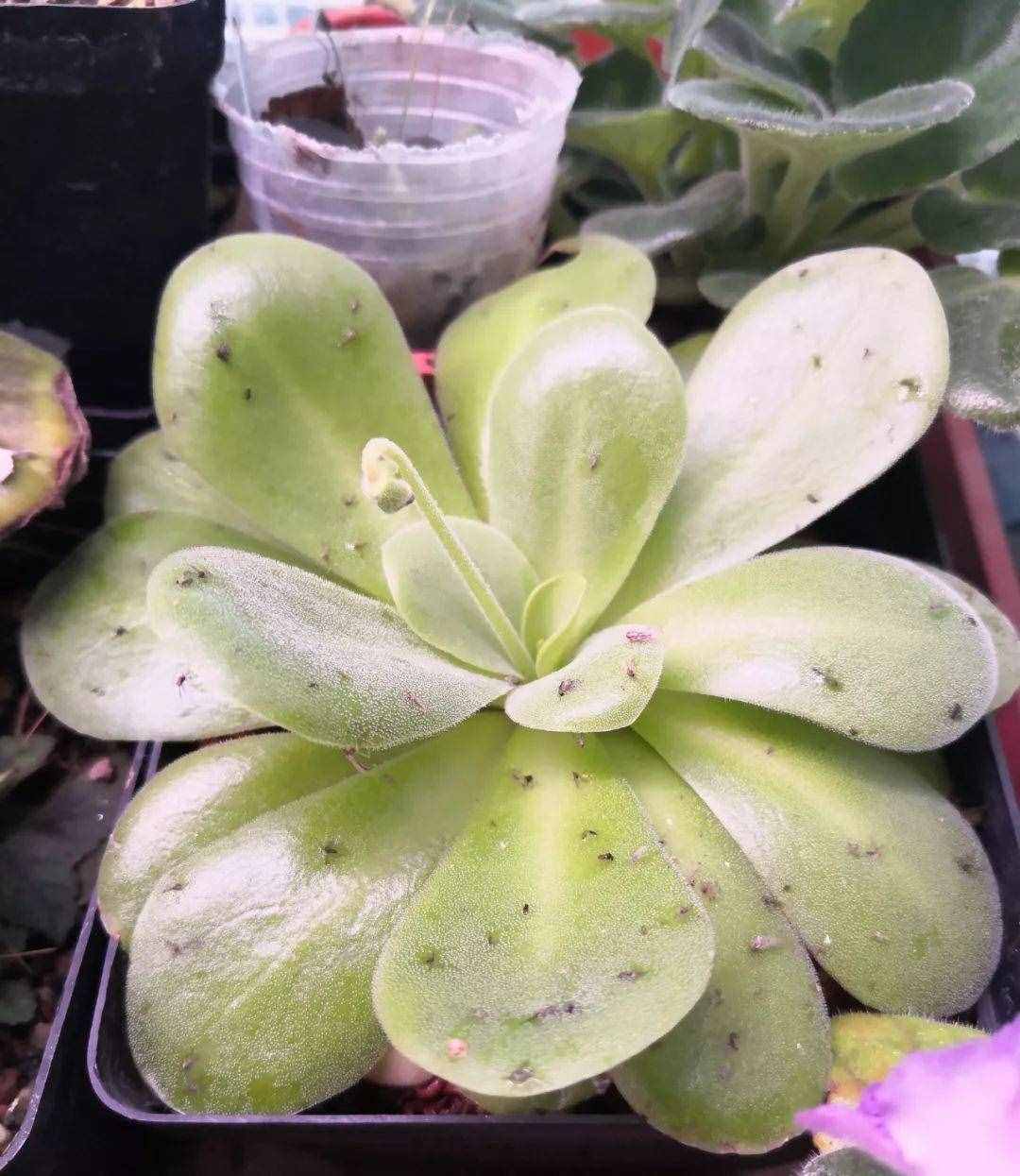 12种吃蚊虫的花，养1盆，虫子全死光