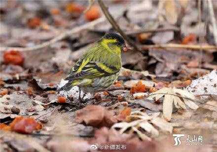 黄雀：其实我真的很少吃螳螂