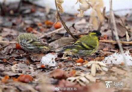 黄雀：其实我真的很少吃螳螂