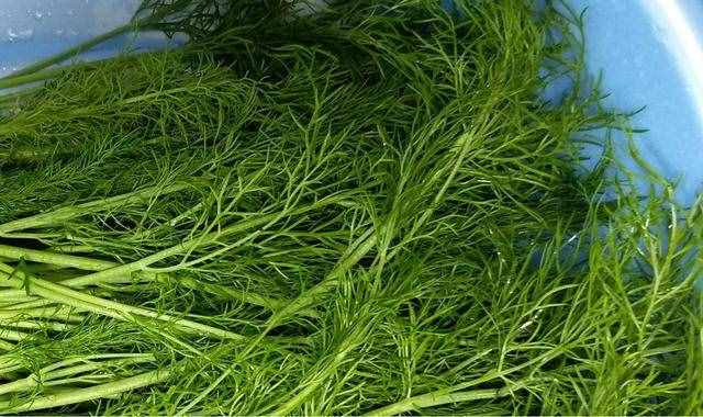 新鲜茴香5种最好吃的做法，简单美味又馋人，看看你喜欢吃哪种？