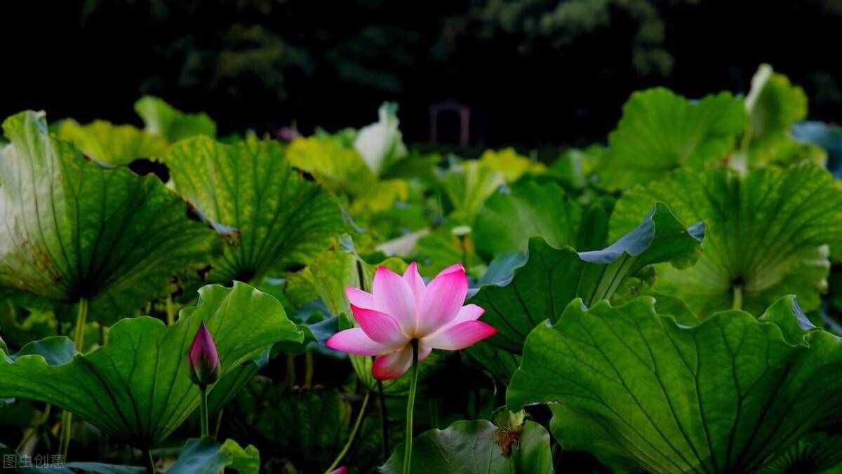 荷花几月开？从花蕾初现到谢花持续几天？早晨适宜赏花