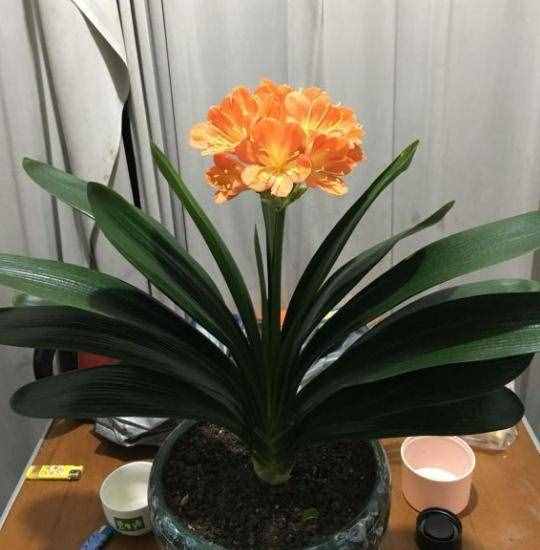 不会养君子兰，记住5个技巧，盆盆长爆盆，棵棵开花艳