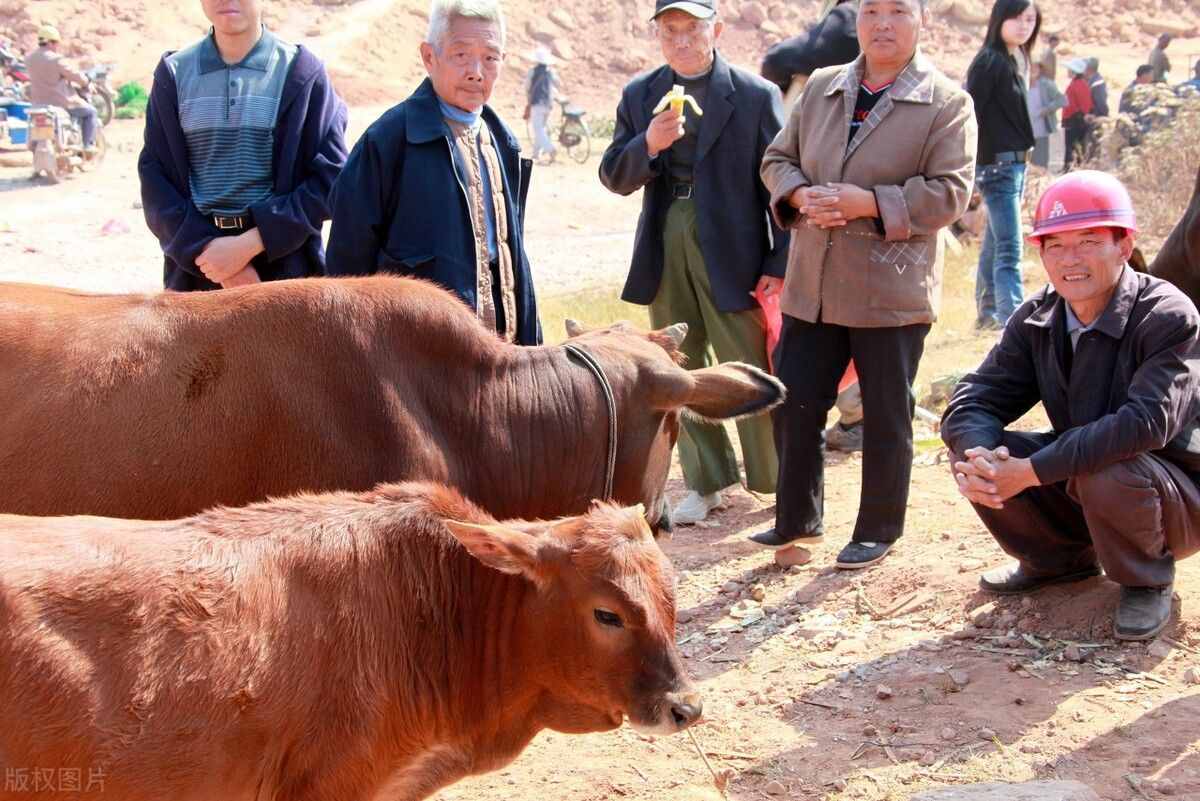 牛价丨6月10日 全国活牛价格有更新