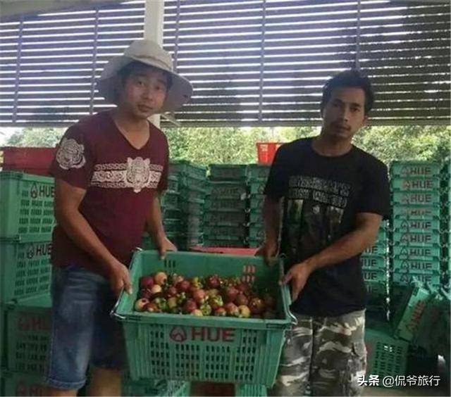 为满足市场需求,我国从泰国进口34万吨山竹,而越南山竹却滞销了