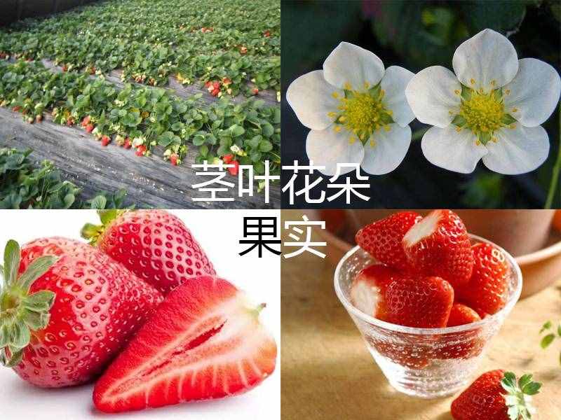 多吃草莓对身体有这些好处