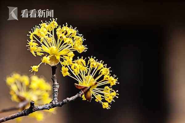 又是一年重阳节将至，有哪些习俗你知道吗？