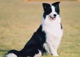 今日更新世界名犬（世界名犬排行榜前十）