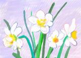 今日更新水仙花的花语（水仙花的花语和象征）