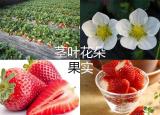 今日更新草莓的营养价值及功效与作用（草莓的做法大全）