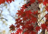 今日更新光彩夺目的什么（梦幻的光彩夺目）