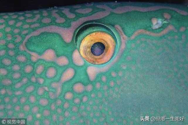 左眼皮跳是什么预兆，左眼皮一直跳是怎么回事？