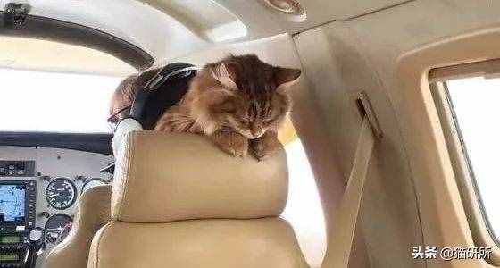 铲屎官必备：7大航空公司猫咪托运攻略
