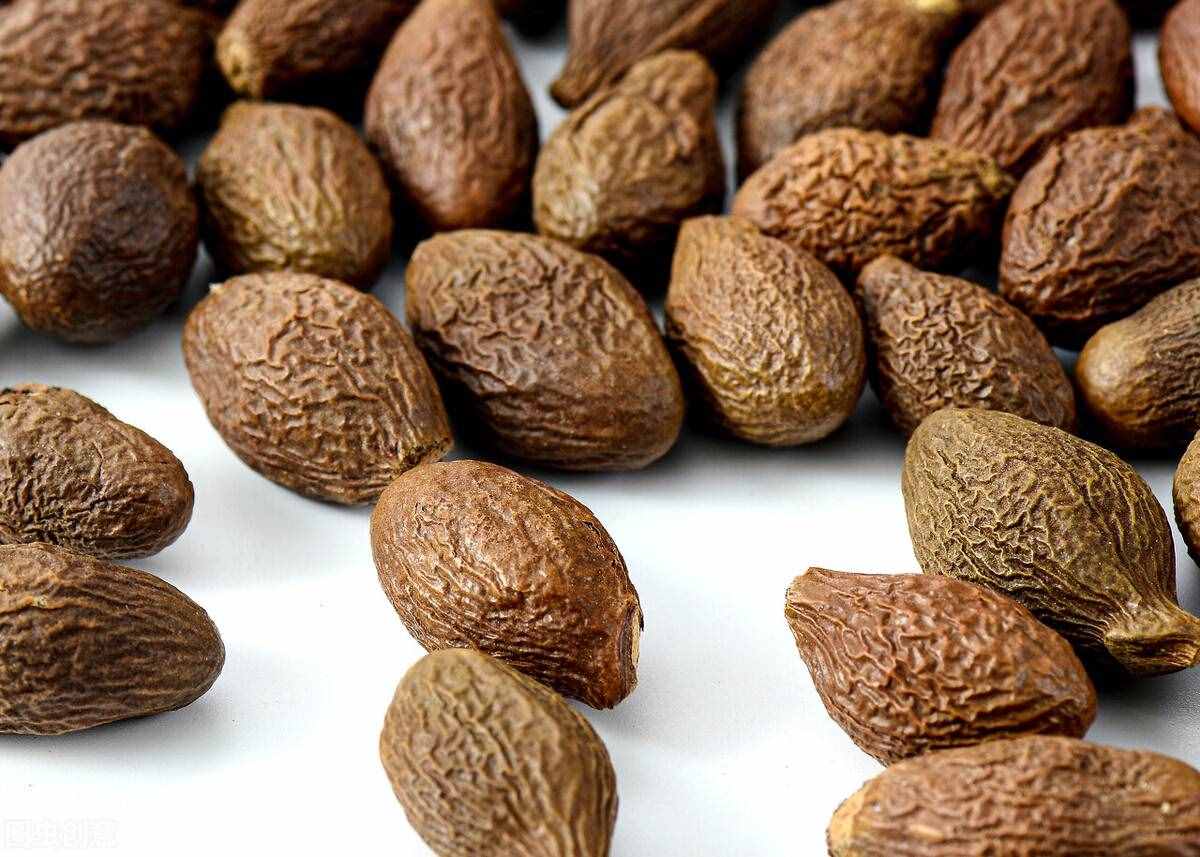 胖大海的功效与作用？清肺止咳效果好，但千万别乱喝