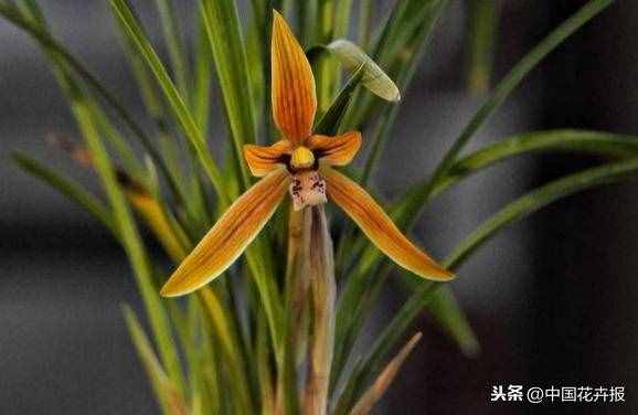 总送鲜花谁不腻？其实教师节还可以送这些花