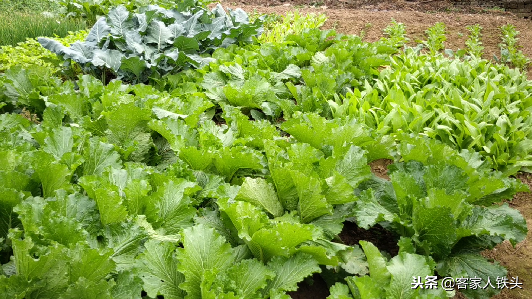 农家自制的菜干为什么好吃?重要的是这2点,菜干自制全过程