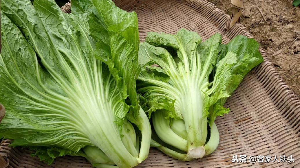 农家自制的菜干为什么好吃?重要的是这2点,菜干自制全过程