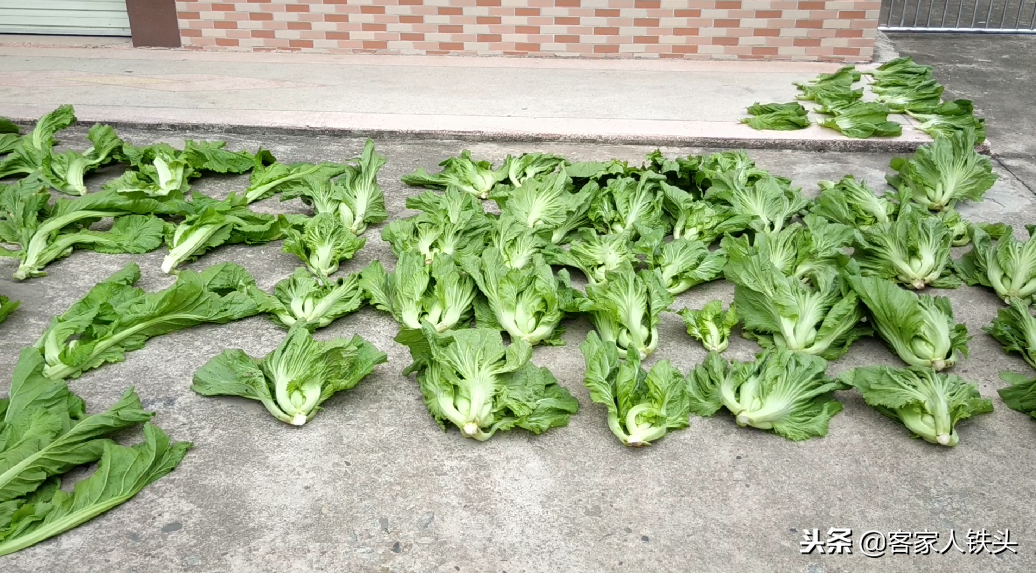 农家自制的菜干为什么好吃?重要的是这2点,菜干自制全过程