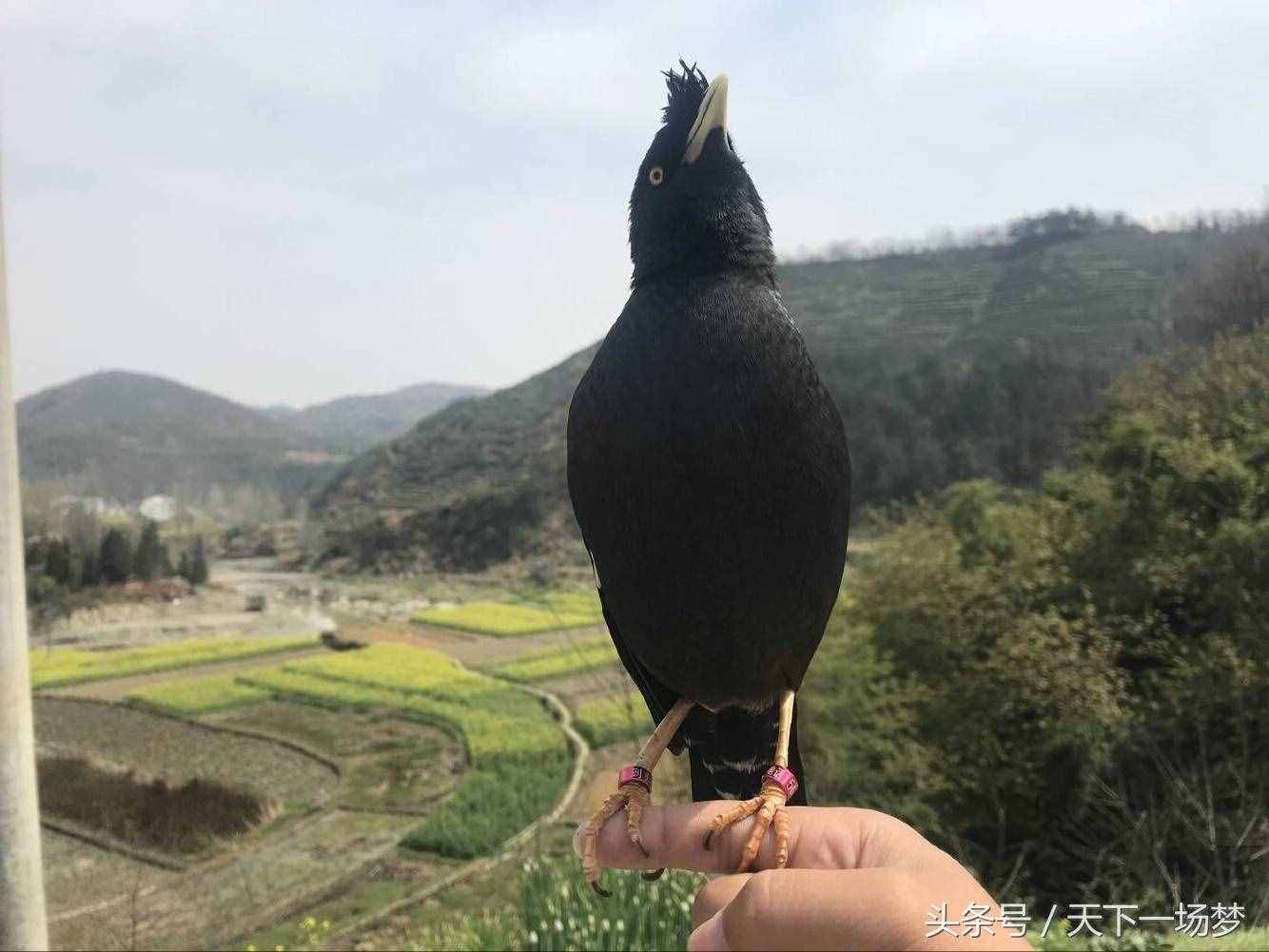 天下一场梦：八哥鸟教语详细教程（请勿盗版）