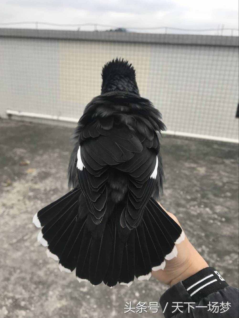 天下一场梦：八哥鸟教语详细教程（请勿盗版）