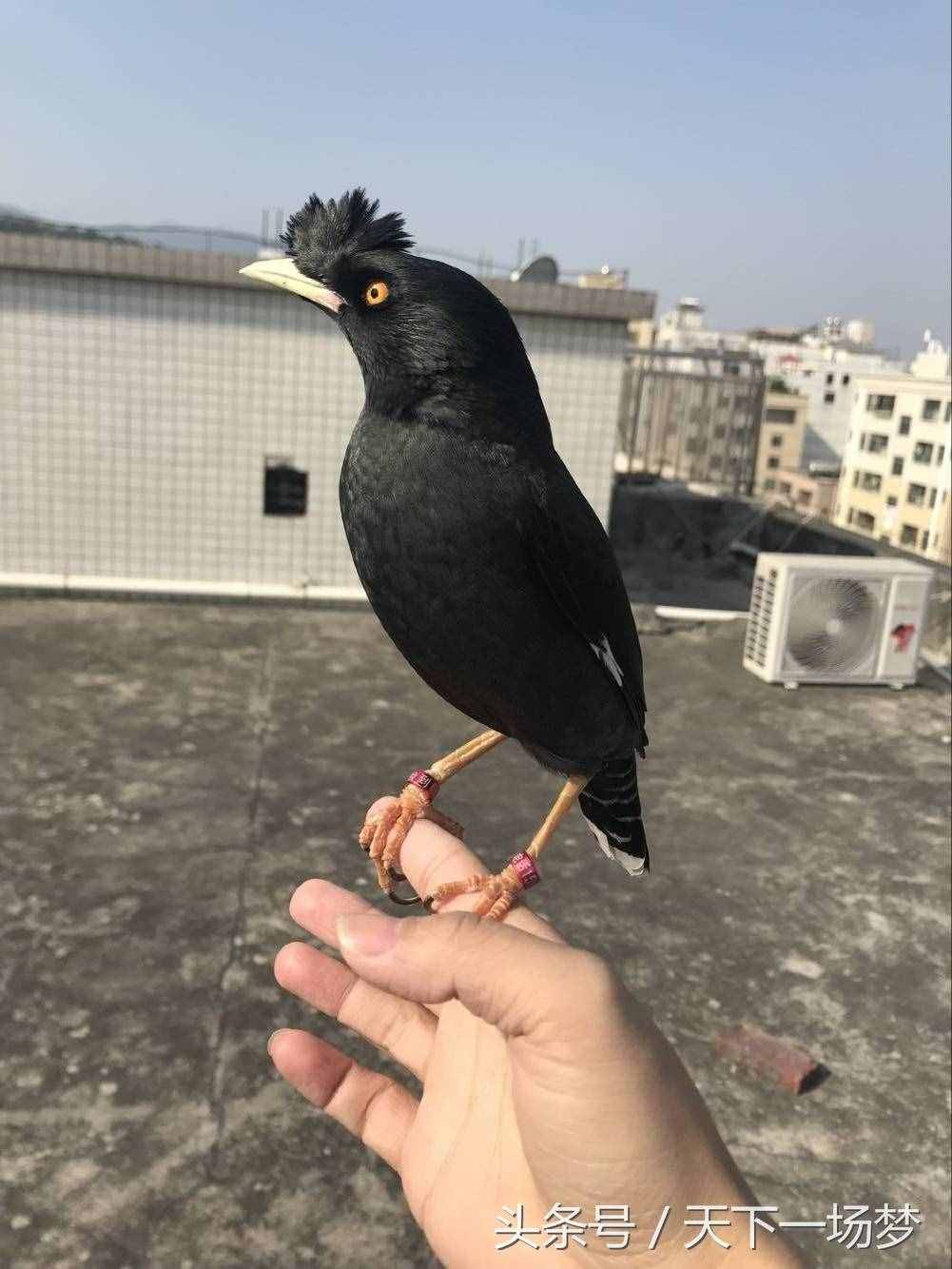 天下一场梦：八哥鸟教语详细教程（请勿盗版）