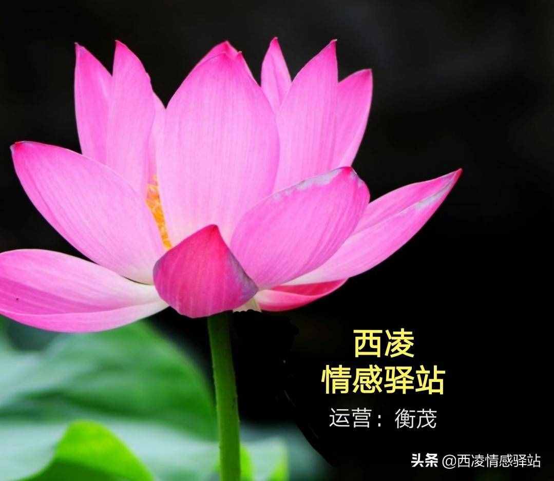 衡茂丨七夕节是什么节