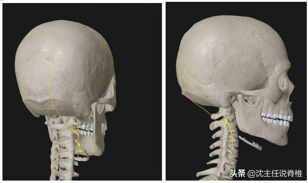后脑勺疼痛,如何自我缓解?