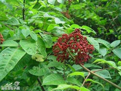中药吴茱萸的功效