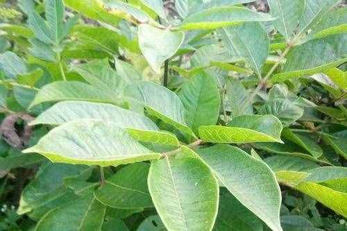 中药吴茱萸的功效