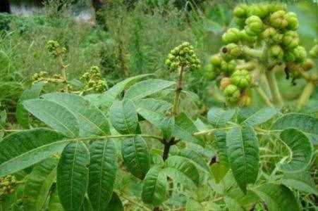 中药吴茱萸的功效
