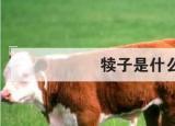 今日更新犊子是什么意思（犊子是什么）
