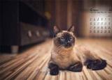 今日更新毅然的近义词（果然 居然 仍然 竟然之区分）