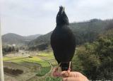 今日更新八哥说话（天下一场梦八哥鸟教语详细教程）