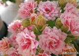 今日更新长寿花为什么致癌（长寿花为什么致癌谣言止于智者）