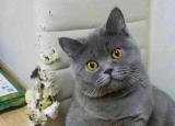 今日更新养猫的坏处（养猫的6大危害）