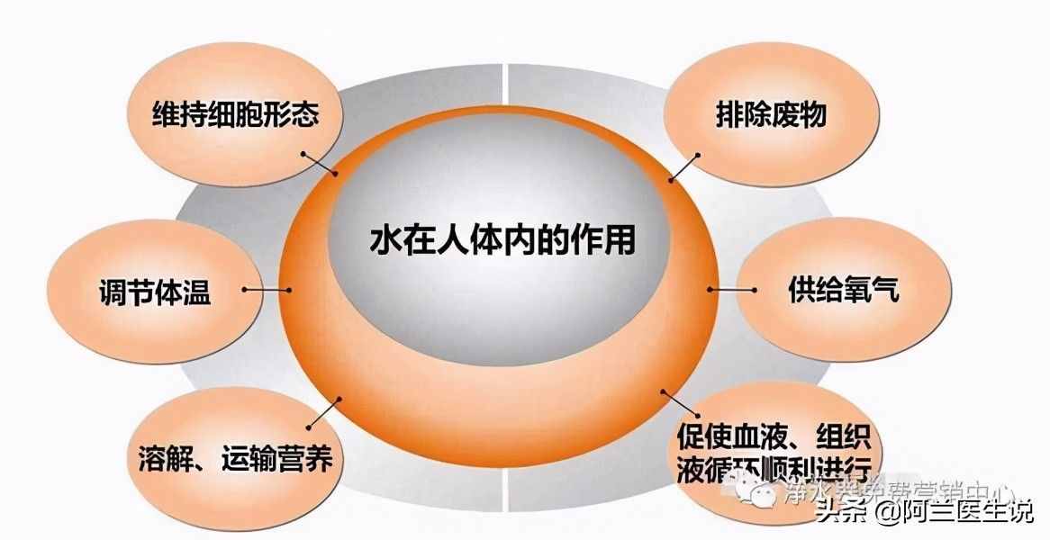详解人体含量最多的营养素——「水」